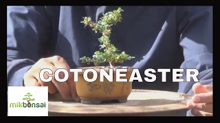 Bonsai Mame Cotoneaster  How to grow a bonsai from cuttings by mikbonsai [upl. by Nodroj594]