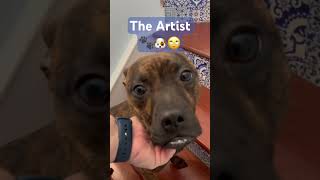 Rocco’s Art dog dogshorts brindle cute anxiety art artist rescue shelterdogs [upl. by Nailluj]