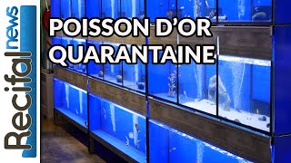 Poisson dor  Nouvelle installation dacclimatation [upl. by Hurwit287]