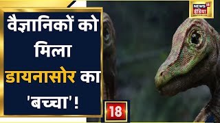 Dinosaur Embryo 7 करोड़ साल पुराने अंडे में वैज्ञानिकों को मिला Dinosaur का बच्चा News18 India [upl. by Sillaw895]