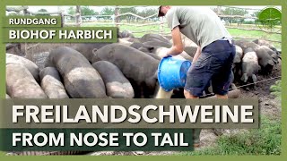 Freilandschweine  Haltung Schlachtung Verarbeitung  Biohof Harbich  Rundgang 2 [upl. by Isak590]