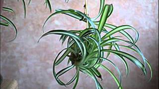 Le bouturage du chlorophytum  MFR Bias [upl. by Alhsa]