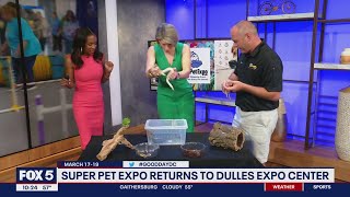 Snake pees on news anchor during live interview about Super Pet Expo  FOX 5 DC [upl. by Bunting]