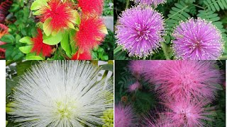 198Powder puffcalliandra plant red flower powder puff growing method [upl. by Iow]