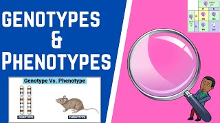 Genotypes amp Phenotypes 101 [upl. by Dodi]