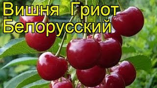 Вишня Гриот Белорусский Краткий обзор описание характеристик prunus cerasus Griot Belorusskiy [upl. by Boccaj]