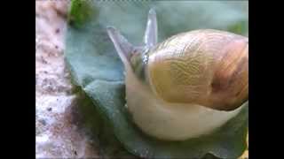 Leucochloridium paradoxum  Parasitic worms in snail [upl. by Jeannie]