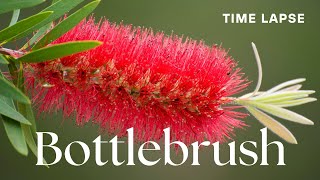 Timelapse CallistemonBottlebrush Flowers Blooming  Australian Native Plant [upl. by Idas]