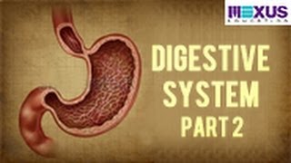 Digestive System  Part 2 [upl. by Oap447]