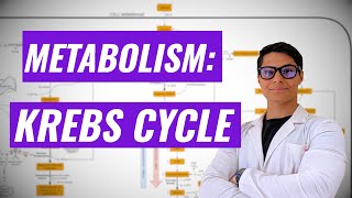 Krebs Cycle Ninja Nerd synthesis [upl. by Trust]