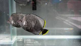 Wrought Iron Butterfly Feeding Time  Chaetodon Daedalma   Reborn Aquarium [upl. by Scott]