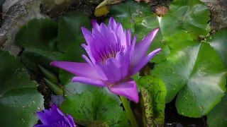 Lotus flower awakening [upl. by Erin]