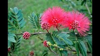 Powder puff plant को🌿 Stem cutting से 👉इस तरह लगाएpowder puff  Calliandara growing method [upl. by Sito]