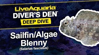 LiveAquaria® Diver’s Den® Deep Dive Sailfin Algae Blenny Salarias fasciatus [upl. by Rennob]