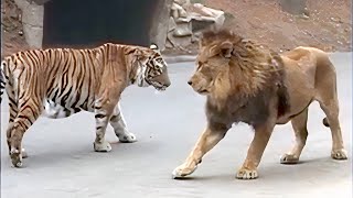 Lion VS Tiger Real Fight  Tough Creatures Ep 4 [upl. by Tifanie]