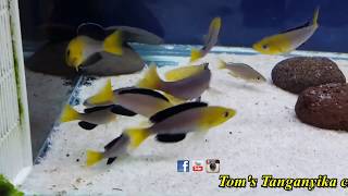 Cyprichromis leptosoma yellow head Kekese F1WC spawning [upl. by Andert105]