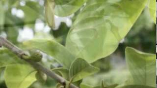 Cherimoya Hand Pollination part 1mpg [upl. by Nicoli]