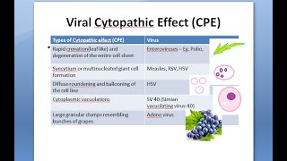 Microbiology 446 c Virus Cytopathic Effects Viral Interference Detection of Growth Cyto Pathic CPE [upl. by Elata]