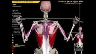 Anatomy of Spine Spinal Extension Exercise Analysis 2015 [upl. by Octavian]