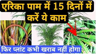 🌴Areca Palm tips  एरिका पाम को मरने से बचाये इन आसान उपायों से  Areca Palm scales problem [upl. by Groh]