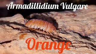 Orange Armadillidium Vulgare [upl. by Siegler801]