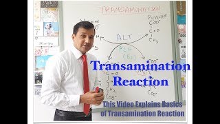 Transamination Reaction [upl. by Rhodia]