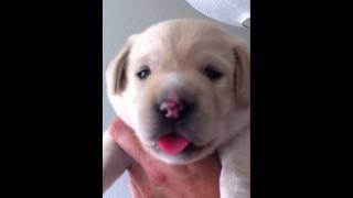 Labrador puppy three weeks old Howling like a wolf [upl. by Bette]