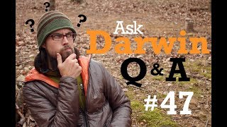 Ask Darwin QampA 47 Answers [upl. by Ellehcram11]