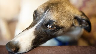 Getting to Know the Whippet Breed History and Origins [upl. by Nitfa748]