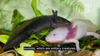 Axolotl salamander regeneration in Mexico [upl. by Shiff]