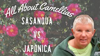 Unveiling the Hidden Secrets Sasanquas vs Japonicas [upl. by Riegel667]