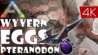 🔥 Stealing Wyvern Eggs Using Ptera  ARK Ragnarok [upl. by Decato153]