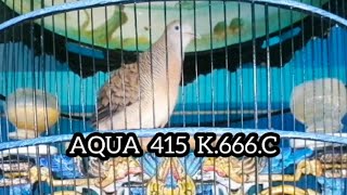 SUARA PERKUTUT BANGKOK JANTAN PRODUK AQUA BIRD FARM SIDOARJO [upl. by Faustus]