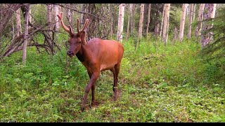 Trail Camera Video – July 24 2024 [upl. by Gaelan]