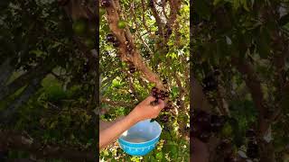 Picking Jaboticaba jabuticaba jaboticaba brazil tropicalfruits [upl. by Maritsa74]