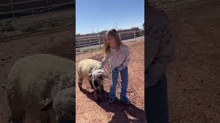 “Stock Show Ready Girl and Sheep Training Routine” [upl. by Htedirem]