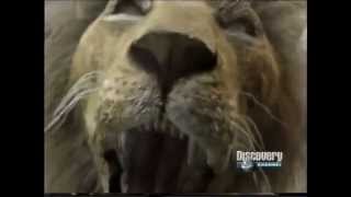 Documental  03 quotUn duelo de felinos  Leon vs Tigrequot P55 Discovery Channel [upl. by Eicats]