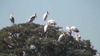 ಕೊಕ್ಕರೆ ಬೆಳ್ಳೂರು Kokkare Belluru bird sanctuary [upl. by Aysahc]