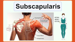 subscapularis [upl. by Winfrid31]