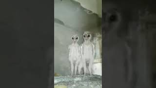 baby owls with no feathers look like aliens 👽 shorts [upl. by Barkley401]