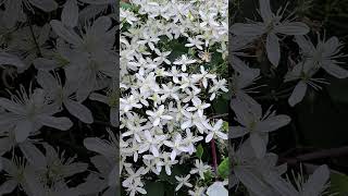 Sweet Autumn Clematis clematis gardening garden [upl. by Omari]