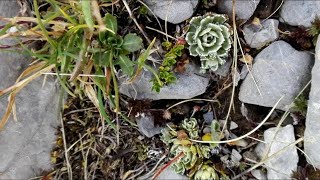 Saxifraga paniculata Lifelong saxifrage [upl. by Lecia]