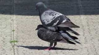 Copula de PALOMAS  PIGEONS mating [upl. by Yesnikcm]