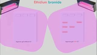 Agarose Gel Electrophoresis Animation [upl. by Ashman]