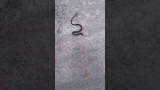 rasel viperssnakesaverbrothers snakevideo saampwalavideo python russellviper [upl. by Anelhtac]