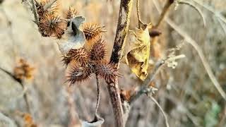 Xanthium strumarium PLANT [upl. by Granese]