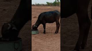 buffalo video cowmeeting buffalomeeting viralshortvideo dog wildlife BuffaloBuLL [upl. by Tully]