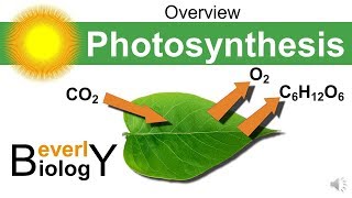 Photosynthesis Overview [upl. by Annavoeg]