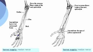 Flexor carpi radialis amp Palmaris longus  Ahmed Kamal [upl. by Anialem]