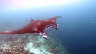 Reethi Beach Resort Maldives Amazing Snorkelling showing fish turtles on house reef using Go Pro [upl. by Rachael]